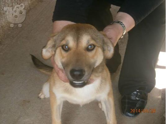 Νεαρη σκυλιτσα συντροφιας χαριζεται