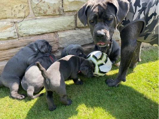 PoulaTo: Κουτάβια Cane Corso για υιοθεσία