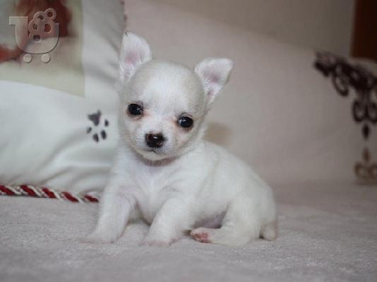 PoulaTo: Τσιουαουα μινι λευκο - Chihuahua mini white