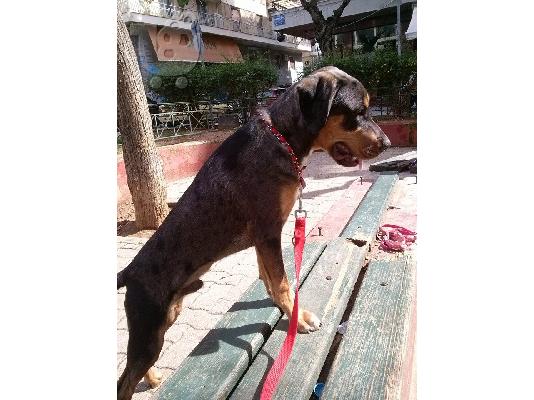 χαριζεται ο σπανιος DARKO!