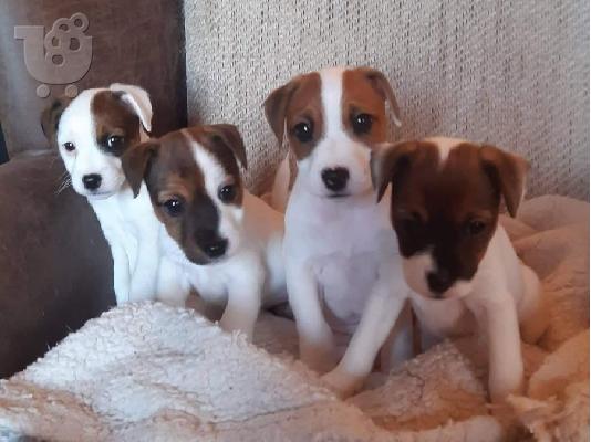 PoulaTo: Όμορφα κουτάβια Jack Russell
