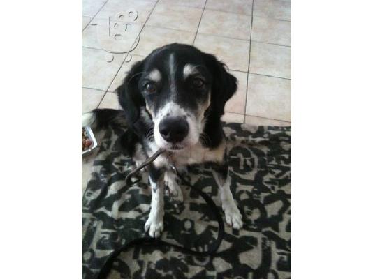 PoulaTo: Βρεθηκε στην Δραπετσωνα ηλικιωμενο σκυλακι