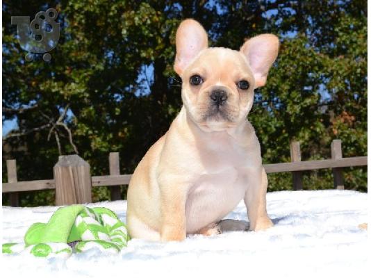 PoulaTo: French Bulldog puppies