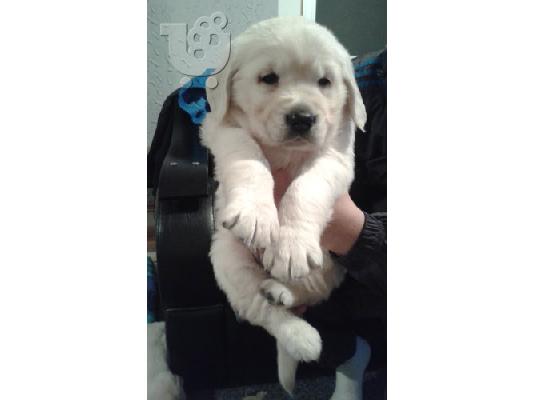 GOLDEN RETRIVER