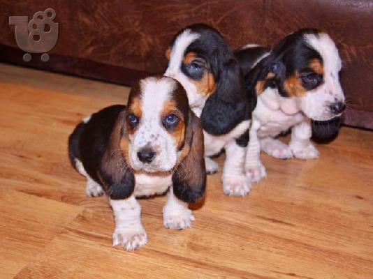 PoulaTo: Κουτάβια Basset Hound.