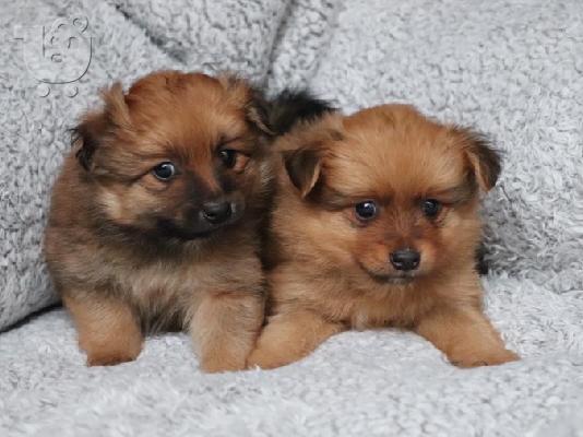 PoulaTo: Κουτάβια Pomeranian