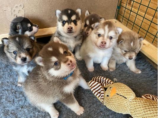 PoulaTo: Καταπληκτικό Pomsky