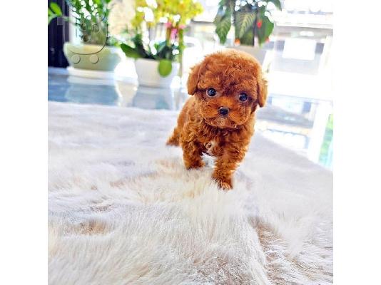 Παιχνίδια αρσενικά και θηλυκά κουτάβια Poodle προς πώληση....