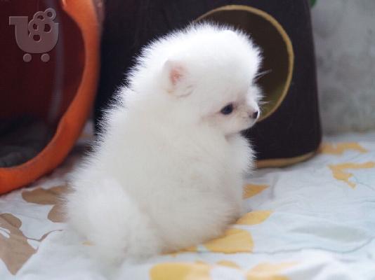 Όμορφα Pomeranian κουτάβια