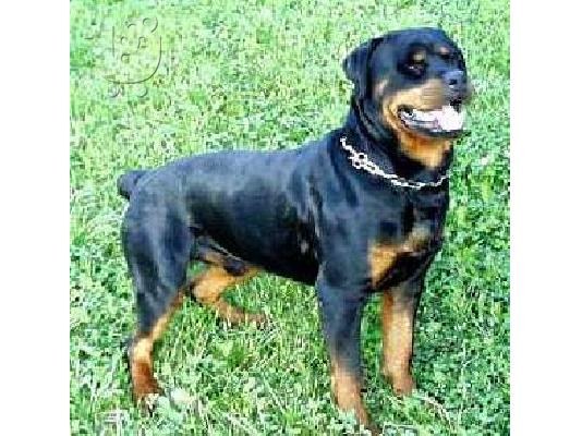 PoulaTo: Ροτβαιλερ καθαροαιμο κουταβακι