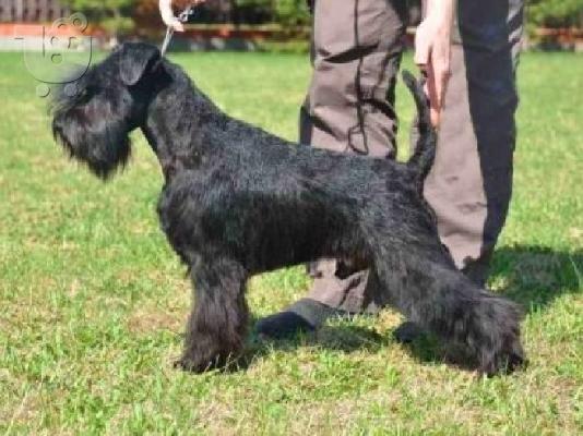 Schnauzer