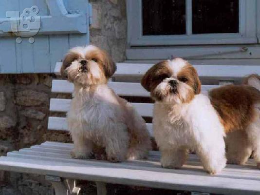 PoulaTo: Σιχ τσου καθαροαιμο κουταβακι