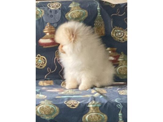 Κουτάβι Pomeranian