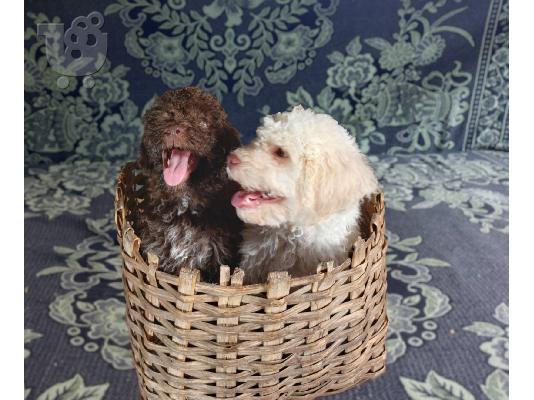 Lagotto Romagnolo κουτάβια