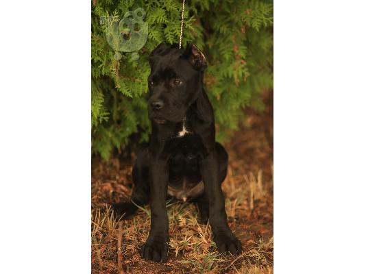 PoulaTo: Cane Corso κουτάβια