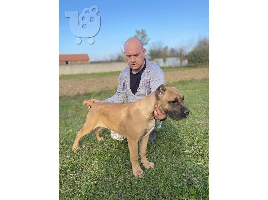 Cane Corso TOP κουτάβια προς πώληση
