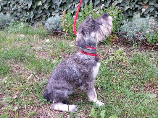 Standard Schnauzer προς πώληση