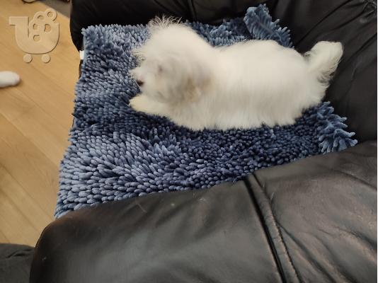 Coton de Tulear / Πεκίνου κουτάβια