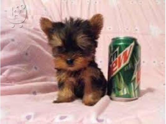 Αρχική εκπαιδευμένο κουτάβι για κουτάβια yorkie