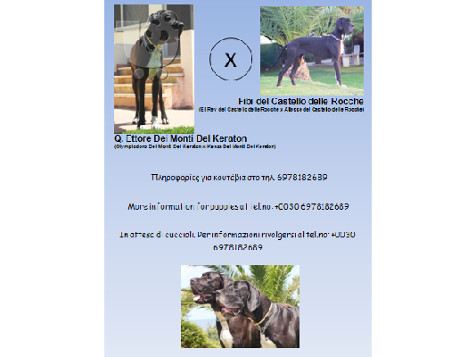 PoulaTo: μολοσσοι-μεγαλοι δανοί