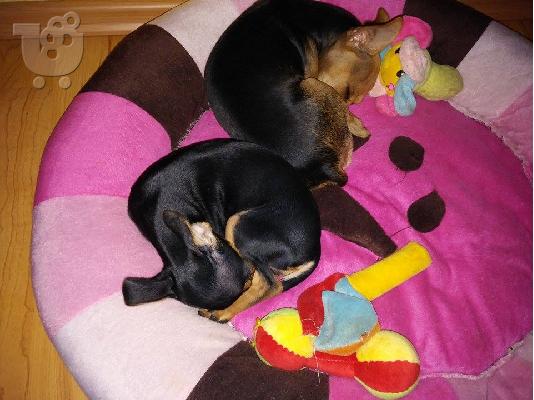 PoulaTo: Pinscher mini....!!!!!!!!!!!!!!!!