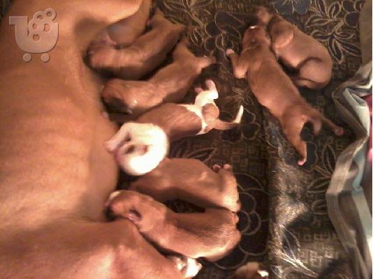 καθαροαιμα μποξερ