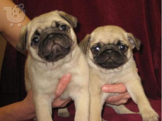 PUG