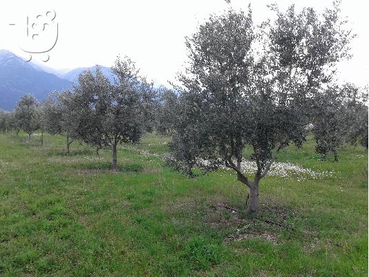 ελαιόδεντρα