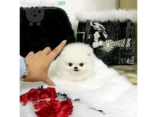 PoulaTo: Όμορφα κουτάβια Pomeranian αρσενικά και θηλυκά