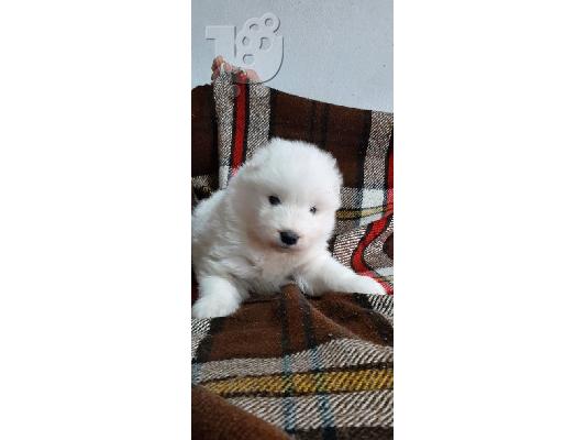 Samoyed κουτάβια προς πώληση
