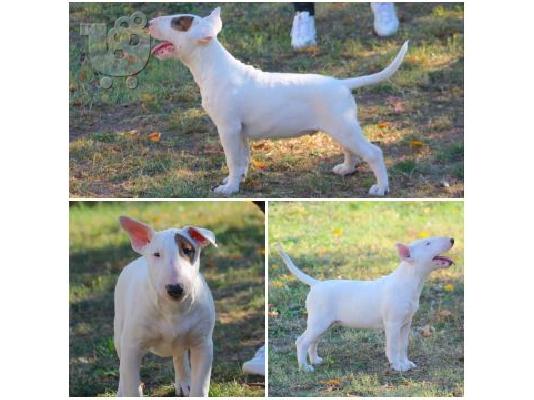 PoulaTo: Bull Terrier κουτάβια
