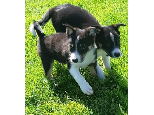 PoulaTo: Σούπερ αξιολάτρευτο κουτάβια Border Collie.