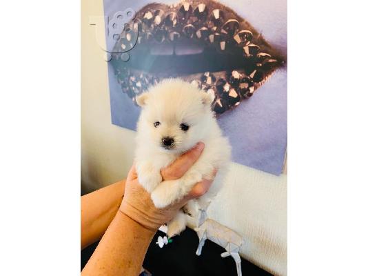 PoulaTo: Pomeranian όλα kc reg.