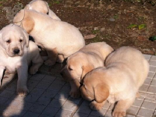 ΛΑΜΠΡΑΝΤΟΡ