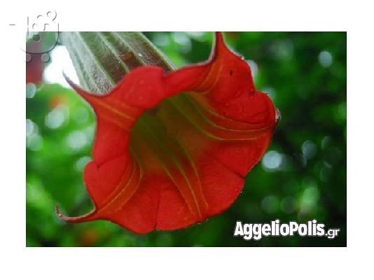 PoulaTo: 50 Σποροι Κοκκινης Datura