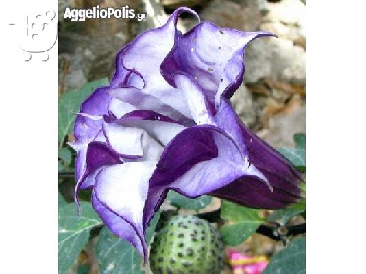 50 Σποροι Μωβ Datura