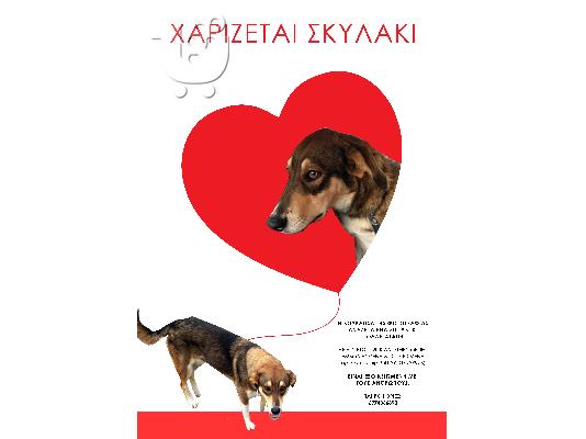 PoulaTo: ΧΑΡΙΖΕΤΑΙ ΣΚΥΛΑΚΙ