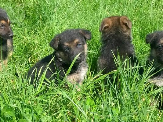 Πωλούνται καθαρόαιμα κουτάβια!!