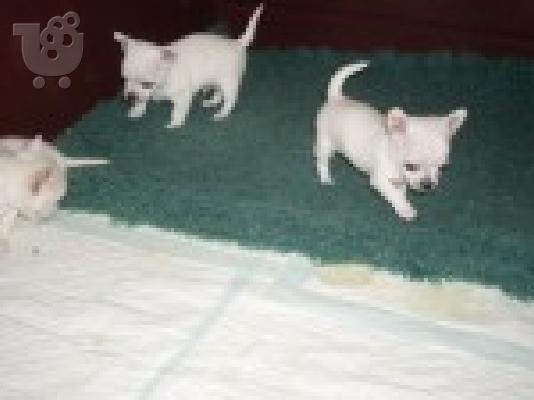 PoulaTo: tsioyaoya tsepis