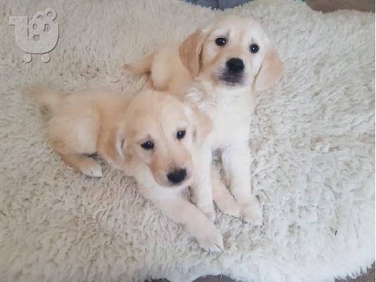 PoulaTo: Όμορφα υγιή κουτάβια GODERN RETRIEVER