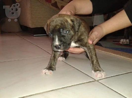 πωλουνται καθαροαιμα κουταβακια pitbull