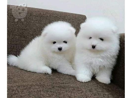 PoulaTo: Κατ' οίκον μεγαλωμένα κουτάβια Pomeranian