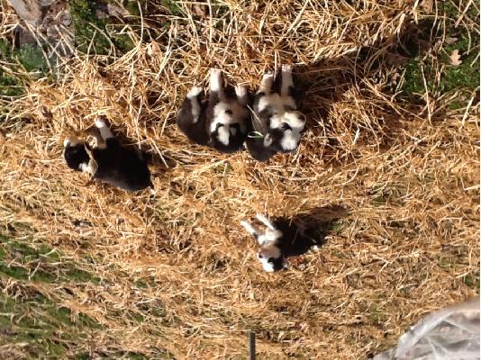 Πωλουνται καθαροαιμα husky