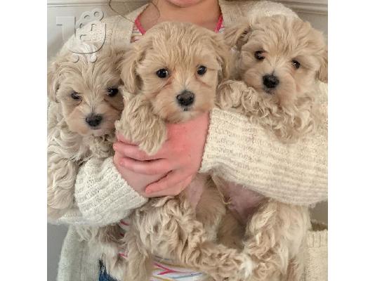 PoulaTo: Όμορφα κουτάβια Maltipoo