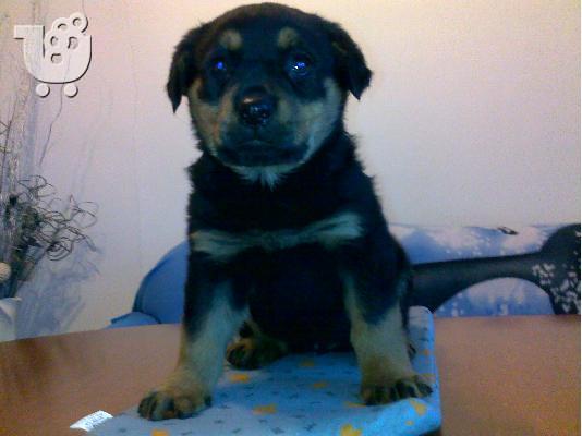 Kαλή τιμή!!!.Πουλάω όμορφα κουτάβια ράτσα ROTTWEILER- Ροτβαιλερ -250 euro...