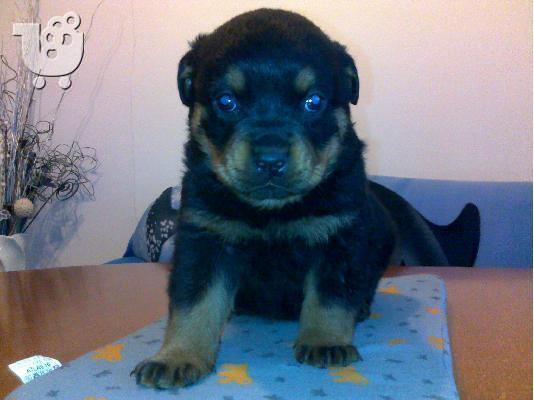 Kαλή τιμή!!!.Πουλάω όμορφα κουτάβια ράτσα ROTTWEILER- Ροτβαιλερ -250 euro...