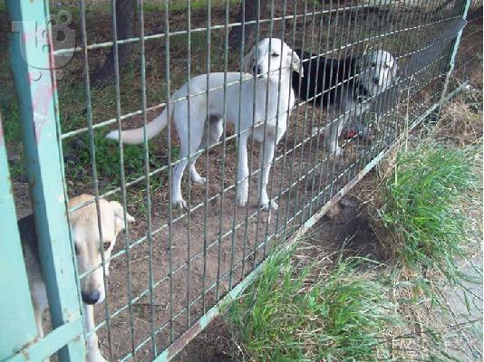 6 μηνων σκυλιτσες ψαχνουν οικογενεια