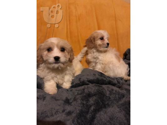 Όμορφα κουτάβια Cavachon προς πώληση