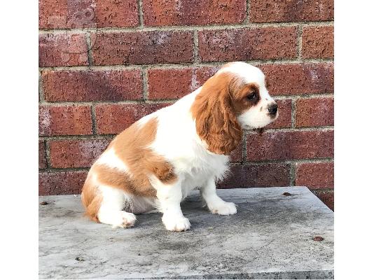 Cavalier King Charles Spaniel