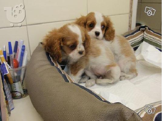 PoulaTo: Cavalier King Charles